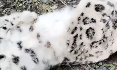 
        		乌鲁木齐天山后峡发现一只死亡雪豹：初步断定从悬崖不慎跌落 !	