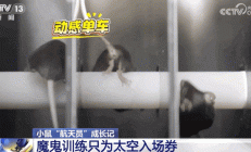 4 只小鼠“航天员”要上中国空间站，“魔鬼训练”画面曝光
