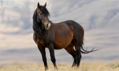 
        		女子在景区摸马肚子：结果被狠狠咬一口 ！	