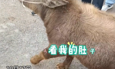 云南丽江现2岁“袖珍牛” 目击者:买家高价购入只为当宠物 !